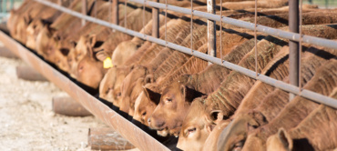 Cattle For Sale Photo